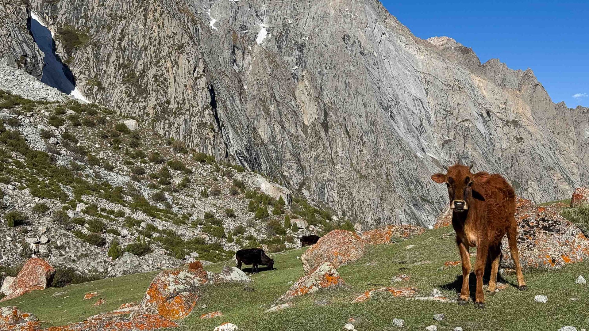 A cow stands on a hill surrounded by tall mountains.